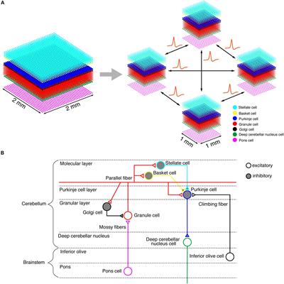 Simulation of a Human-Scale Cerebellar Network Model on the K Computer